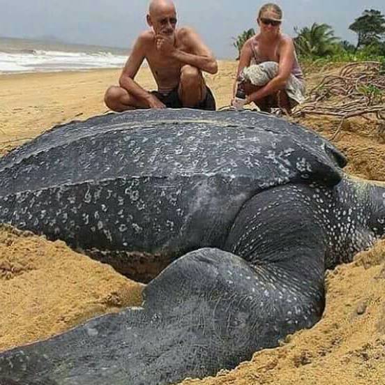 big turtle on sukamade beach